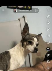 Lost Male Dog last seen Tropicana, sun valley , El Paso, TX 79924
