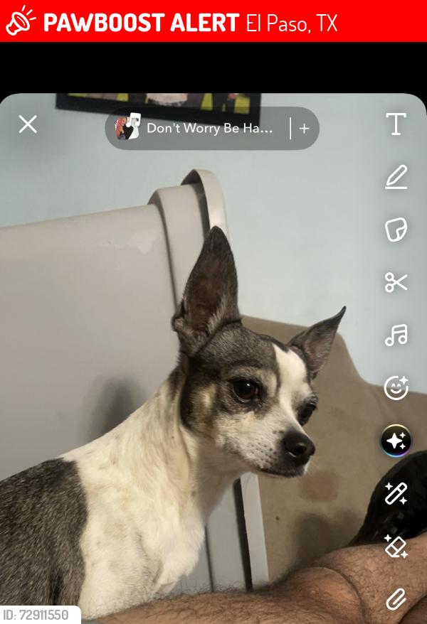 Lost Male Dog last seen Tropicana, sun valley , El Paso, TX 79924