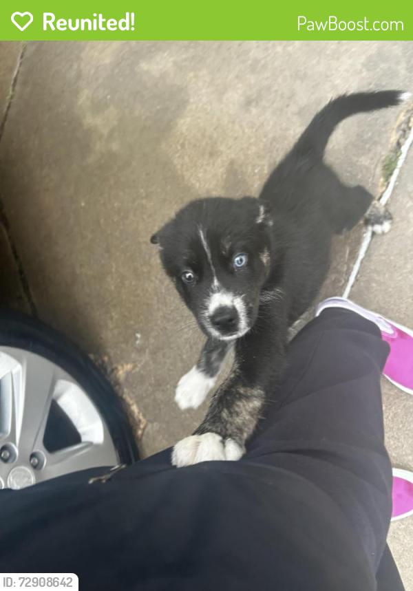 Reunited Male Dog last seen N may and NW 23rd street , Oklahoma City, OK 73106