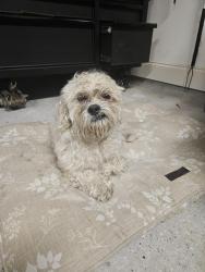 Reunited Male Dog last seen Joshua Loop  pearl river, St. Tammany Parish, LA 70452