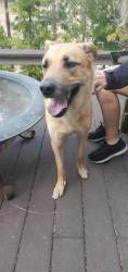 Reunited Male Dog last seen Sepulveda and Palos Verdes West, Torrance, CA 90503