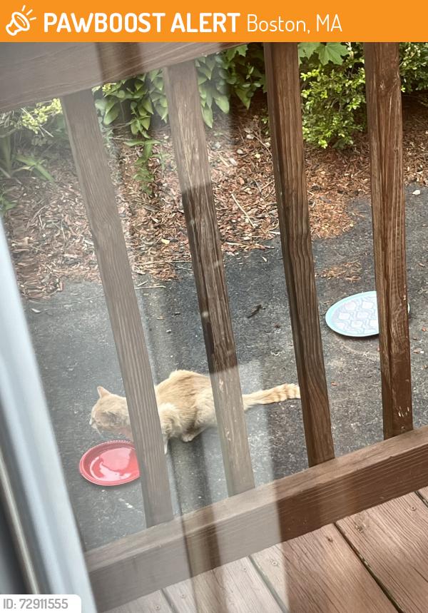 Found/Stray Unknown Cat last seen Stimson st & Centre st, Boston, MA 02132