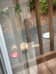Found/Stray Unknown Cat last seen Stimson st & Centre st, Boston, MA 02132