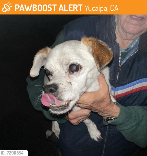 Found/Stray Male Dog last seen 11th and Colorado, Yucaipa , Yucaipa, CA 92399