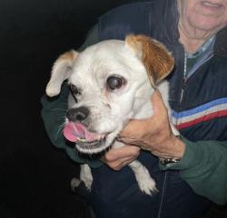 Found/Stray Male Dog last seen 11th and Colorado, Yucaipa , Yucaipa, CA 92399