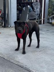 Found/Stray Male Dog last seen Near Walton Ave, Los Angeles, CA 90037
