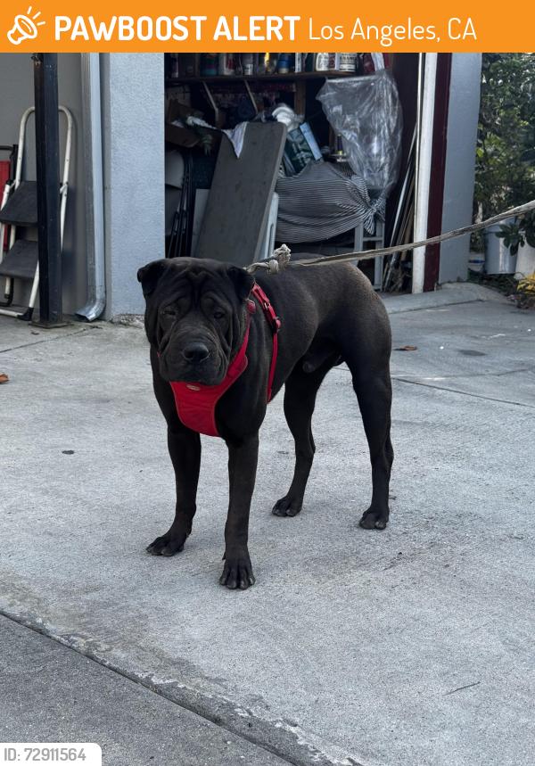 Found/Stray Male Dog last seen Near Walton Ave, Los Angeles, CA 90037