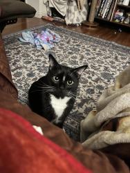 Lost Male Cat last seen Hayworth Ave and Willoughby Ave, Los Angeles, CA 90046