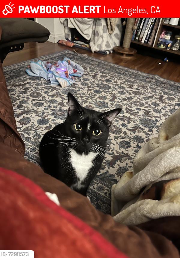 Lost Male Cat last seen Hayworth Ave and Willoughby Ave, Los Angeles, CA 90046