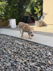 Found/Stray Female Dog last seen Claus rd , Modesto, CA 95357
