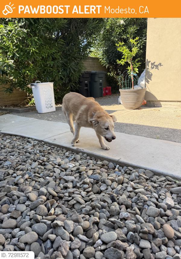 Found/Stray Female Dog last seen Claus rd , Modesto, CA 95357