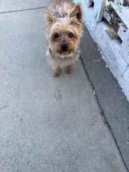 Reunited Female Dog last seen Hillcrest Ave and oak st, Inglewood, CA 90301