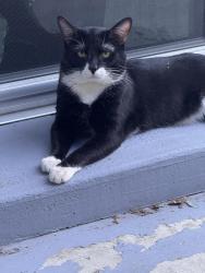 Lost Male Cat last seen Sagebrush Palm Canyon, Palm Springs, CA 92264