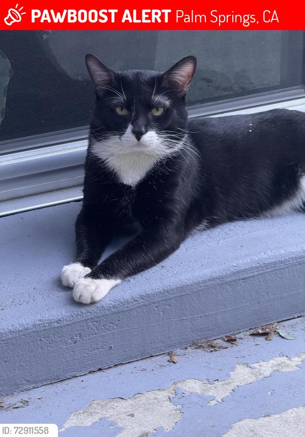 Lost Male Cat last seen Sagebrush Palm Canyon, Palm Springs, CA 92264