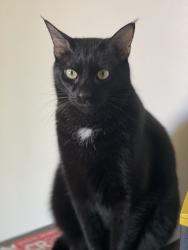 Reunited Male Cat last seen Helmbright and Caroway intersection , Columbus, OH 43230