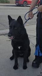 Reunited Female Dog last seen Near Oxford Ave, Hawthorne, CA 90250