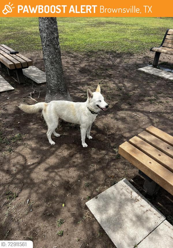 Found/Stray Male Dog last seen Near Marquette Avenue, Brownsville Tx , Brownsville, TX 78520