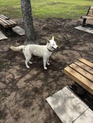 Found/Stray Male Dog last seen Near Marquette Avenue, Brownsville Tx , Brownsville, TX 78520