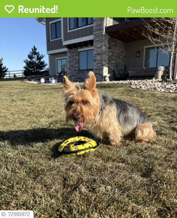 Reunited Male Dog last seen 178th and Mustang in Piedmont, Piedmont, OK 73078