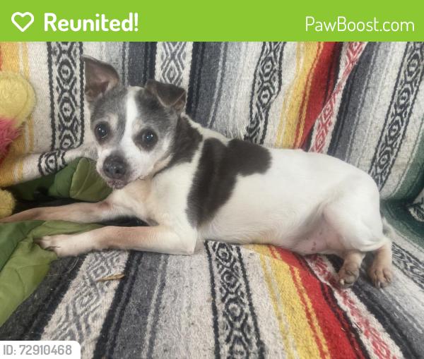 Reunited Male Dog last seen Running up Stockton hill away from Stockton , Stockton, MN 55959