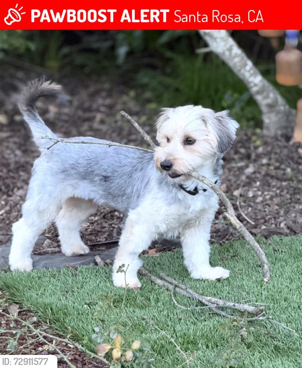 Lost Female Dog last seen Montgomery Village, Santa Rosa, CA 95405