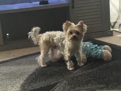 Reunited Male Dog last seen 67th Ave E in Fife, Fife, WA 98424