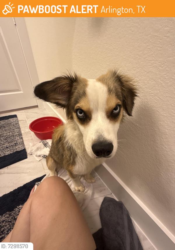 Found/Stray Female Dog last seen Near E Border Street, Arlington TX 76010, Arlington, TX 76010