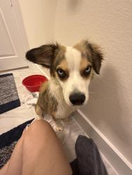 Found/Stray Female Dog last seen Near E Border Street, Arlington TX 76010, Arlington, TX 76010