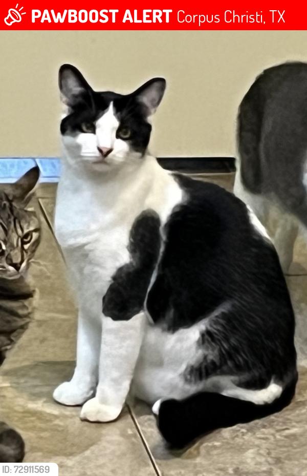 Lost Male Cat last seen Laguna Shores/Yorktown/Waldron, Corpus Christi, TX 78418