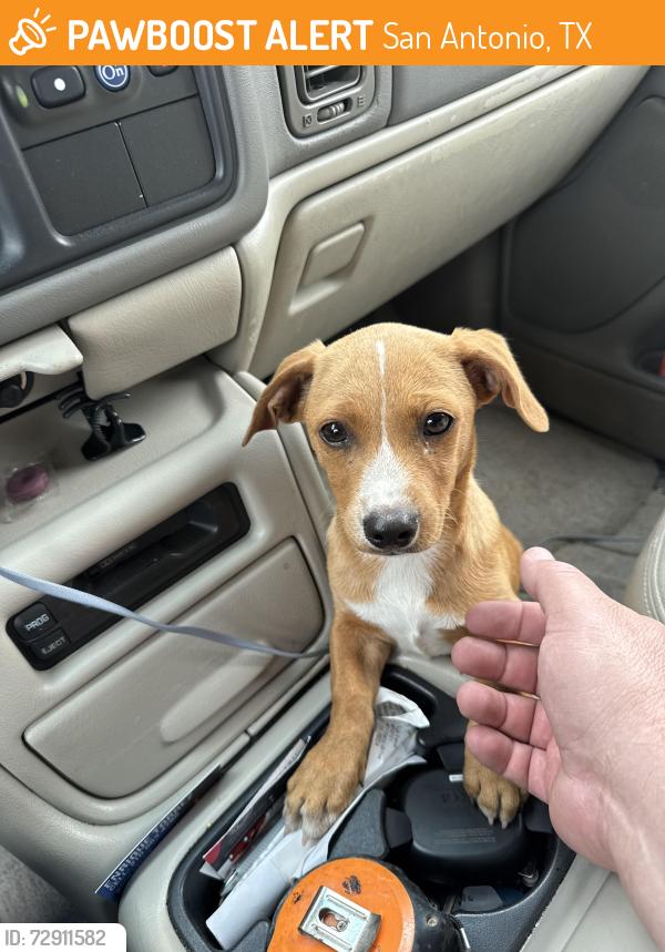Rehomed Female Dog last seen West Ansley and Lytle, San Antonio, TX 78224