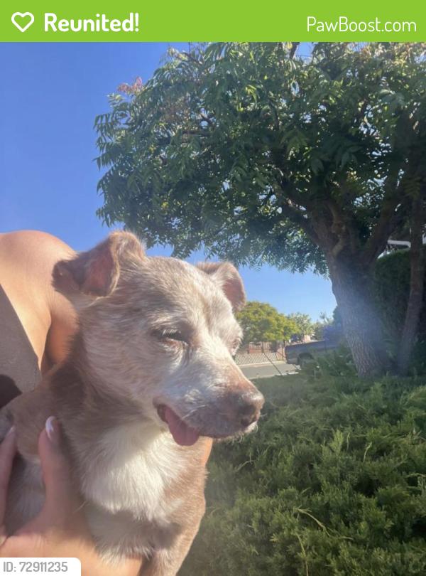 Reunited Male Dog last seen Sycamore Ave and Lupine rd , Hercules, CA 94547