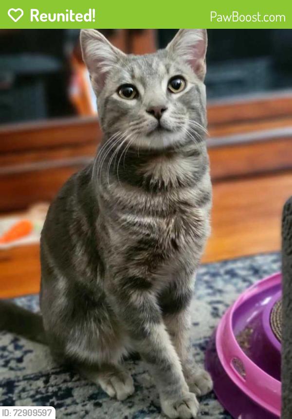 Reunited Male Cat last seen Lakewood and South , Lakewood, CA 90712