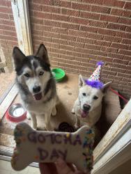 Lost Unknown Dog last seen Near Sudbury rd, Charlotte, NC 28205