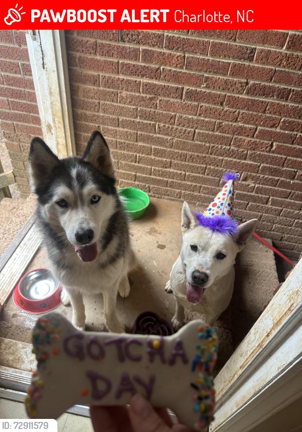 Lost Unknown Dog last seen Near Sudbury rd, Charlotte, NC 28205