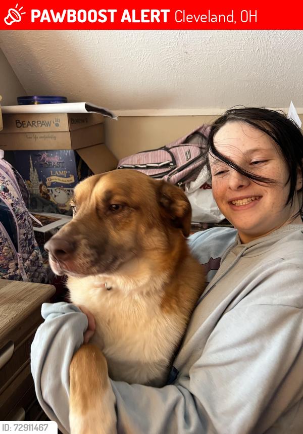 Lost Male Dog last seen Vineyard Ave and Turney, Cleveland, OH 44105