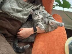 Reunited Female Cat last seen Gettysburg & Potomac, Irvine, CA 92620