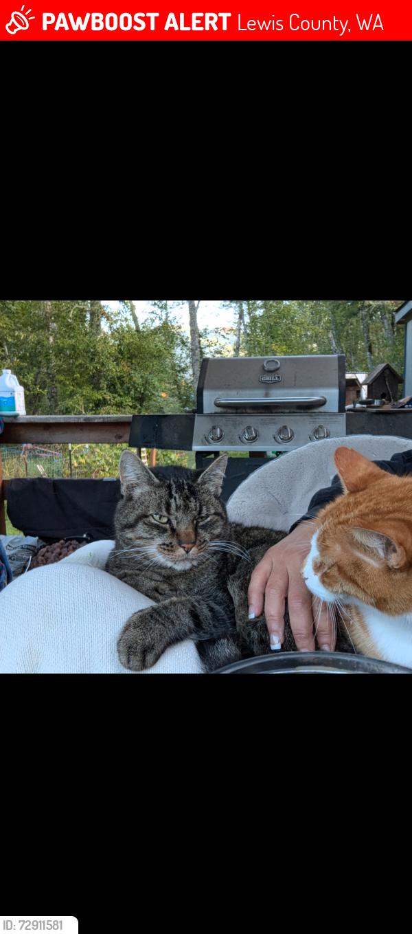 Lost Male Cat last seen Across the street from the last field on the left, Lewis County, WA 98336