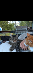 Lost Male Cat last seen Across the street from the last field on the left, Lewis County, WA 98336