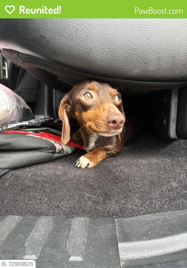 Reunited Female Dog last seen louetta rd and champion forest dr, Spring, TX 77379
