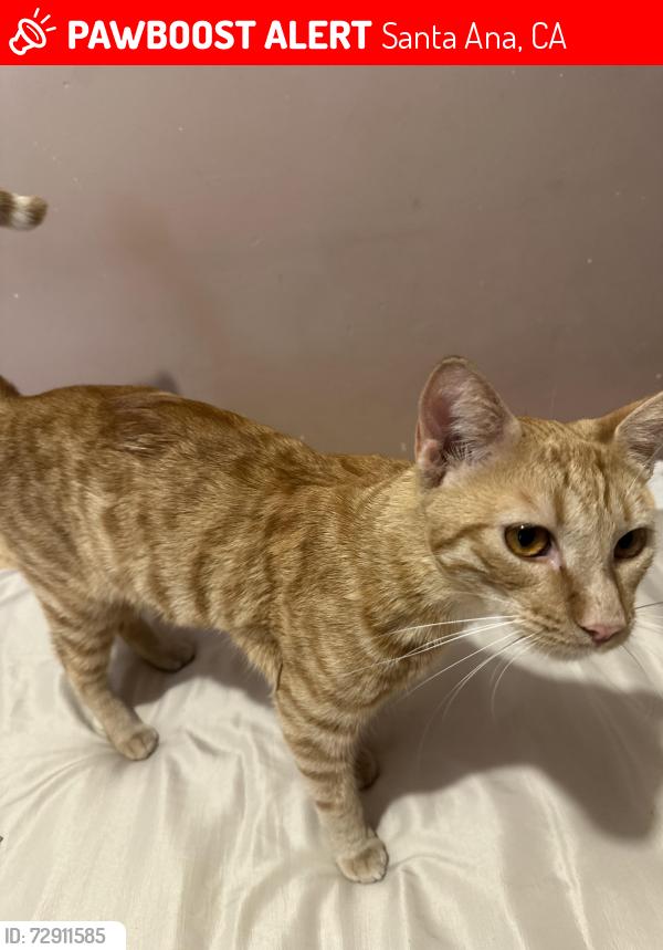 Lost Male Cat last seen Judith lane , Santa Ana, CA 92706