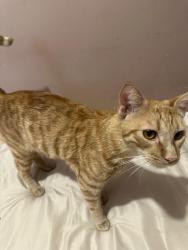Lost Male Cat last seen Judith lane , Santa Ana, CA 92706