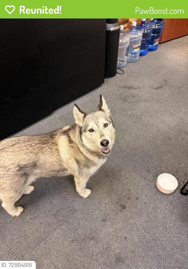 Reunited Female Dog last seen Northgate blvd, Sacramento, CA 95833