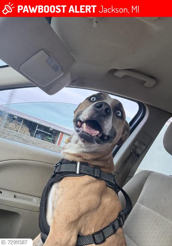 Lost Male Dog last seen Sherman Oaks, Jackson, MI 49201