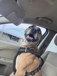 Lost Male Dog last seen Sherman Oaks, Jackson, MI 49201