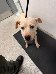 Shelter Stray Female Dog last seen Gastonia, NC , Gastonia, NC 28052