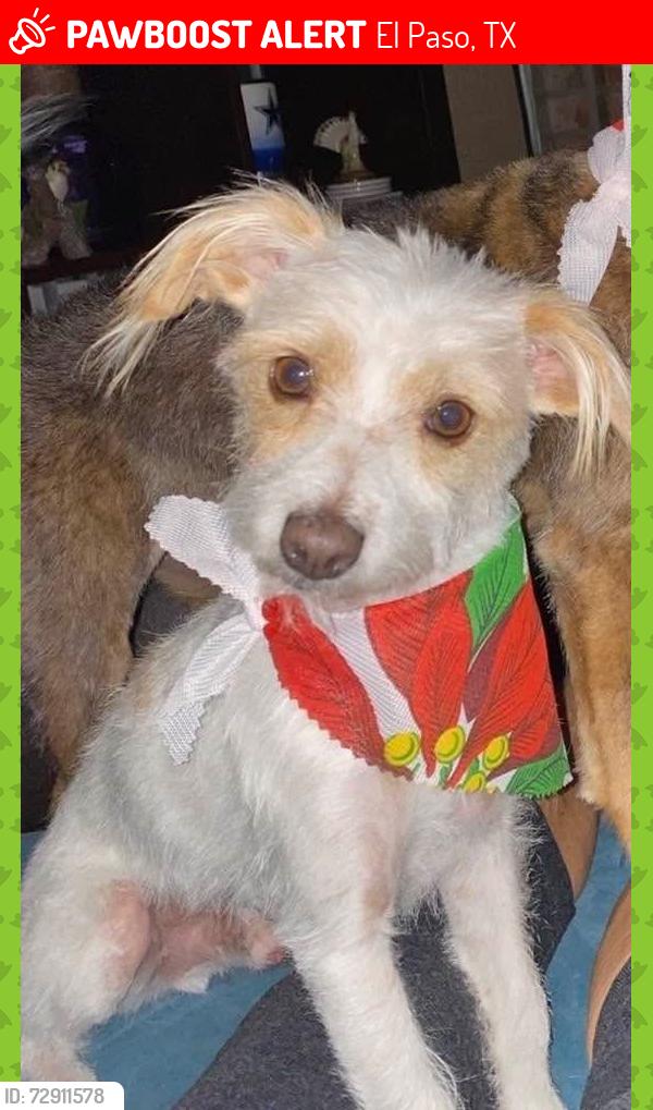 Lost Male Dog last seen Near Walter Ln El Paso, TX 79903, El Paso, TX 79903