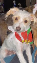 Lost Male Dog last seen Near Walter Ln El Paso, TX 79903, El Paso, TX 79903