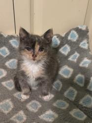 Shelter Stray Female Cat last seen 38Walnut Grove Animal Clinic 38111, Memphis, TN, Bartlett, TN 38134