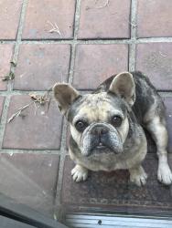 Found/Stray Female Dog last seen Behind La puente high school , La Puente, CA 91744