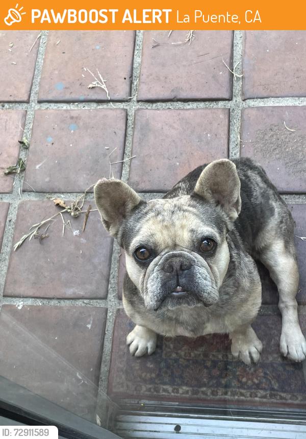 Found/Stray Female Dog last seen Behind La puente high school , La Puente, CA 91744
